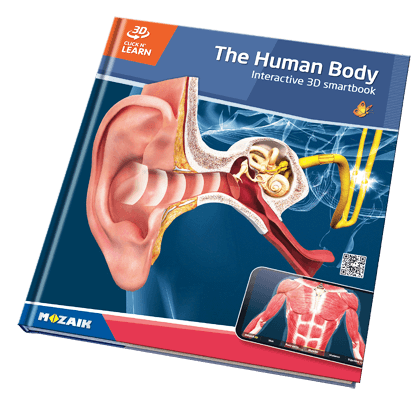 σειρά 20 δημοσιεύσεων, με 800 μοντέλα 3D