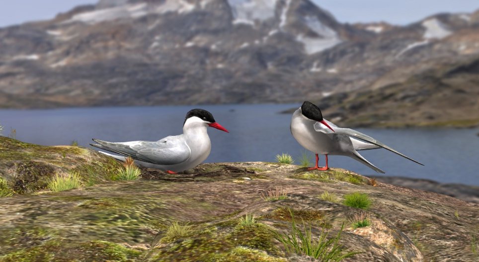 Χιονογλάρονο