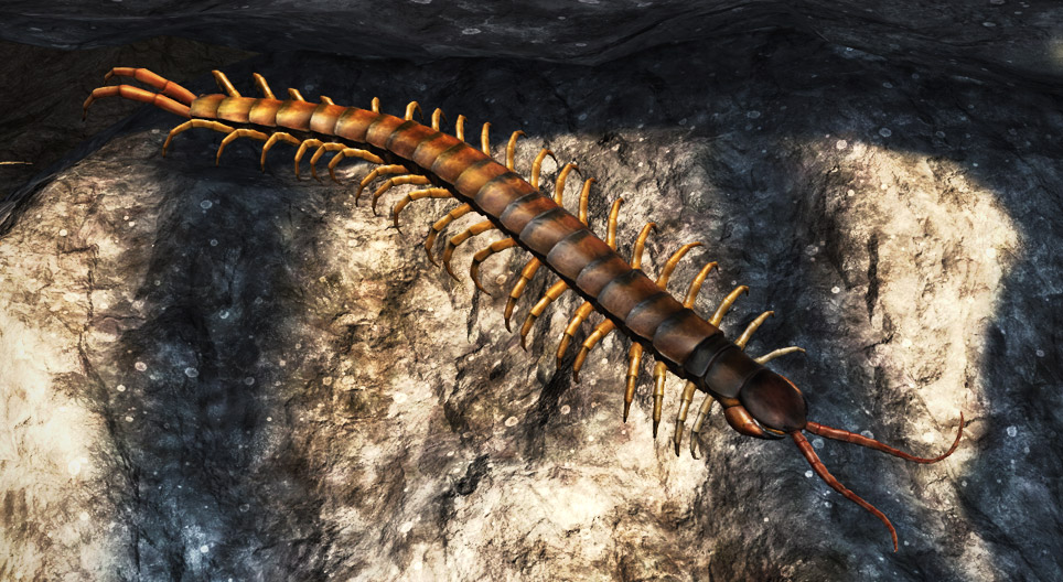 Σαρανταποδαρούσα (Scolopendra cingulata)