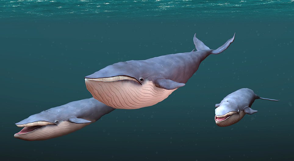 Γαλάζια φάλαινα