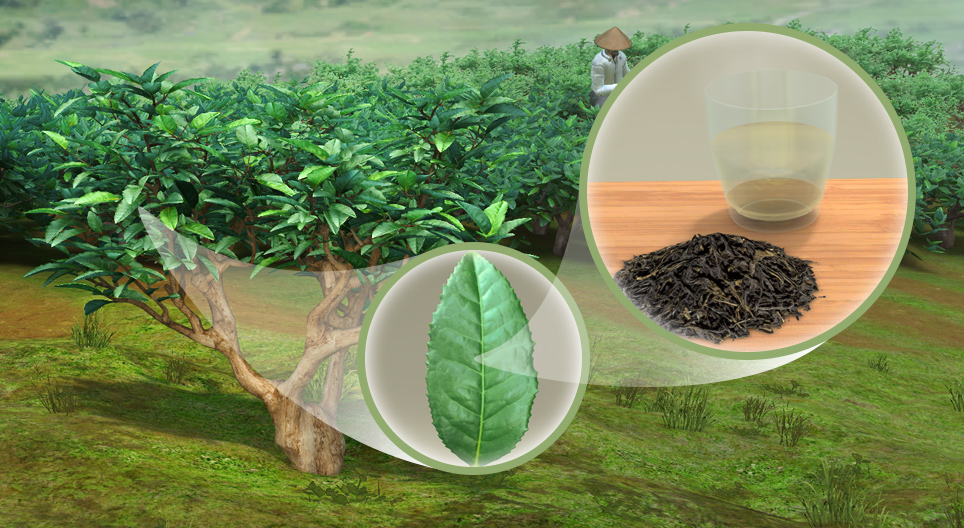 Φυτό τσαγιού (Camellia sinensis)