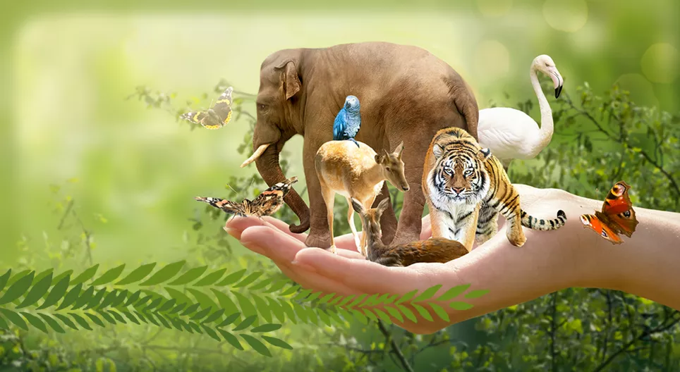 Related species