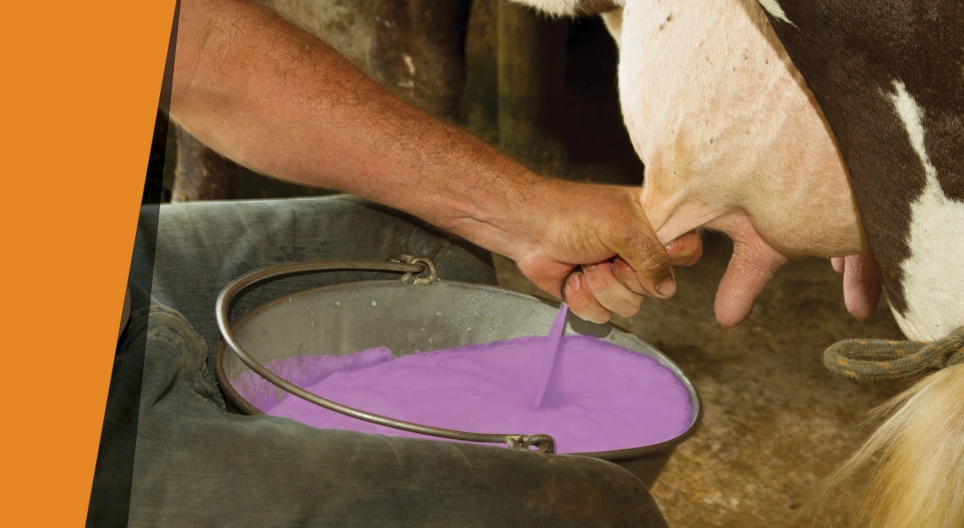 Purple milk