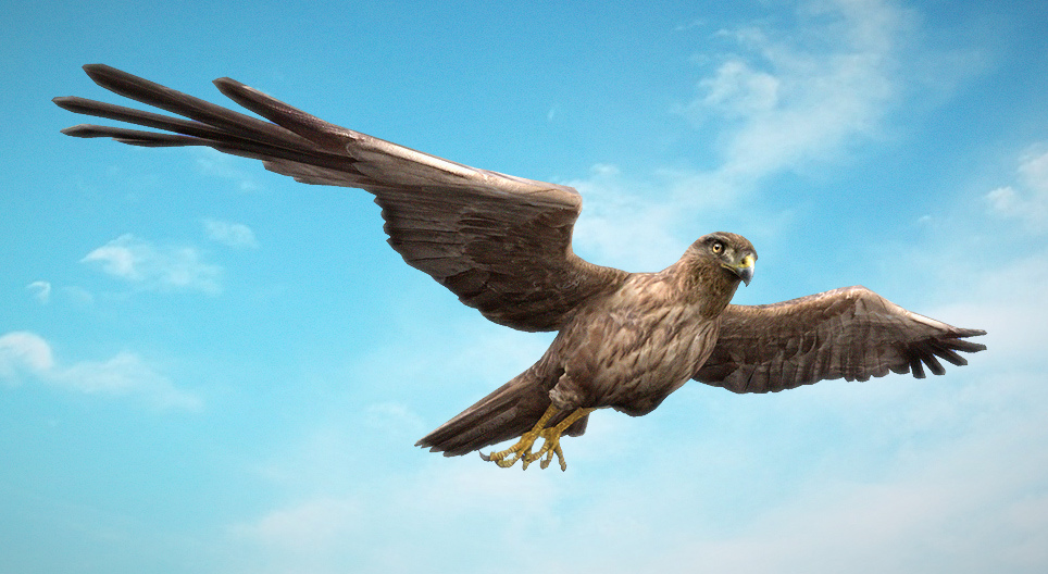 Marsh harrier