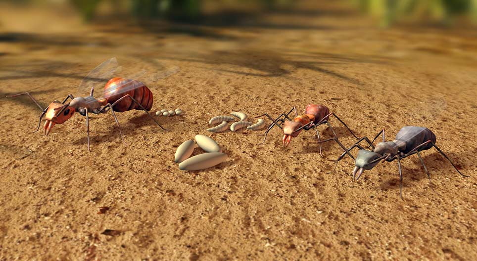 Southern wood ant