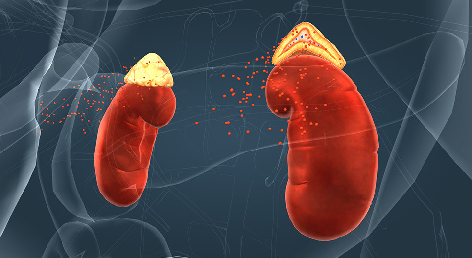The adrenal glands
