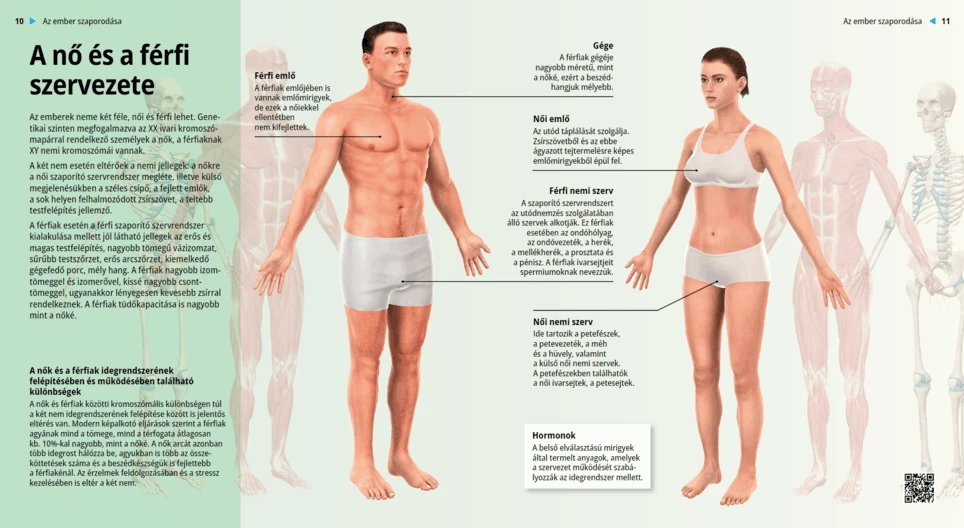 El cuerpo femenino y masculino