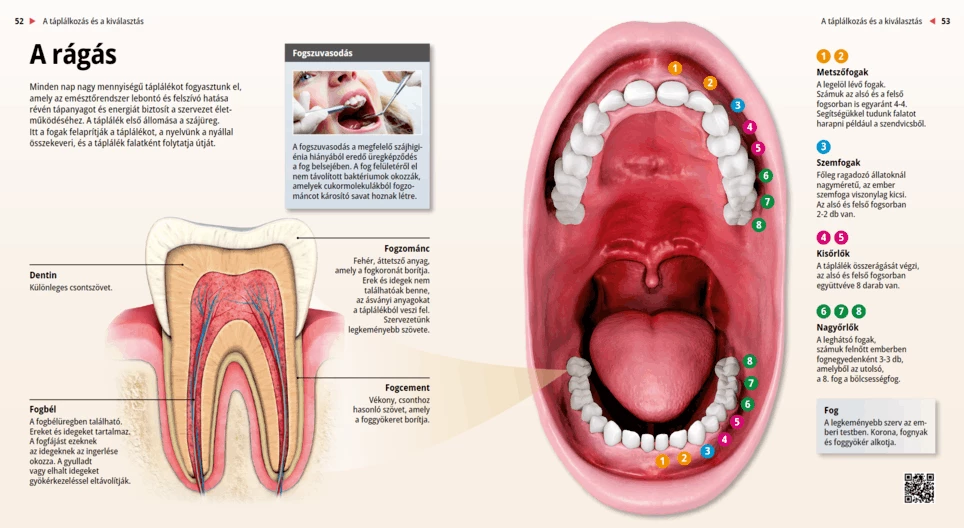 La dentadura humana