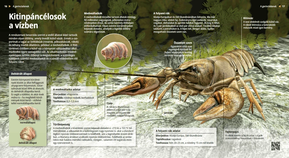 El tardígrado y el cangrejo de río, animales con cutícula de quitina