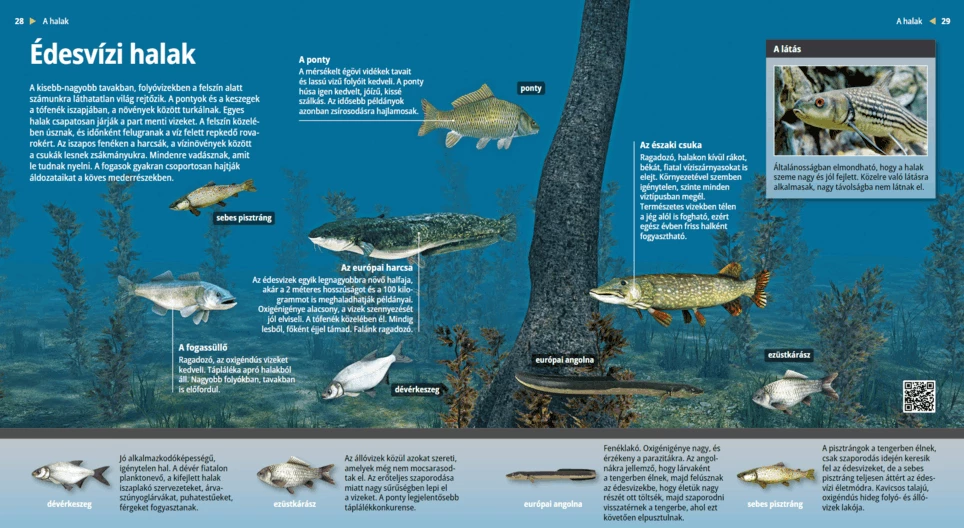 Los peces de agua dulce