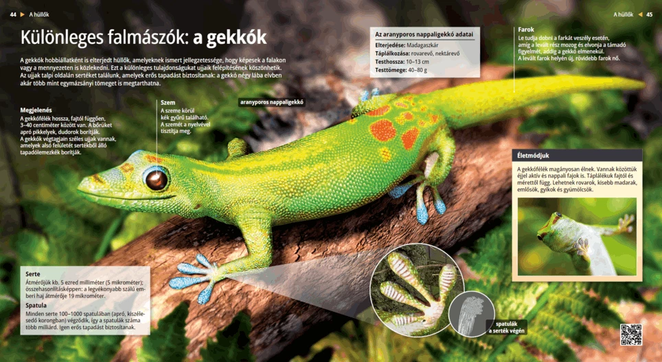 Los gecos, curiosos animales trepadores
