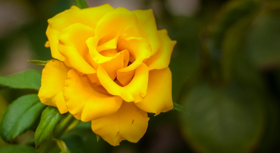 La rosa desconocida