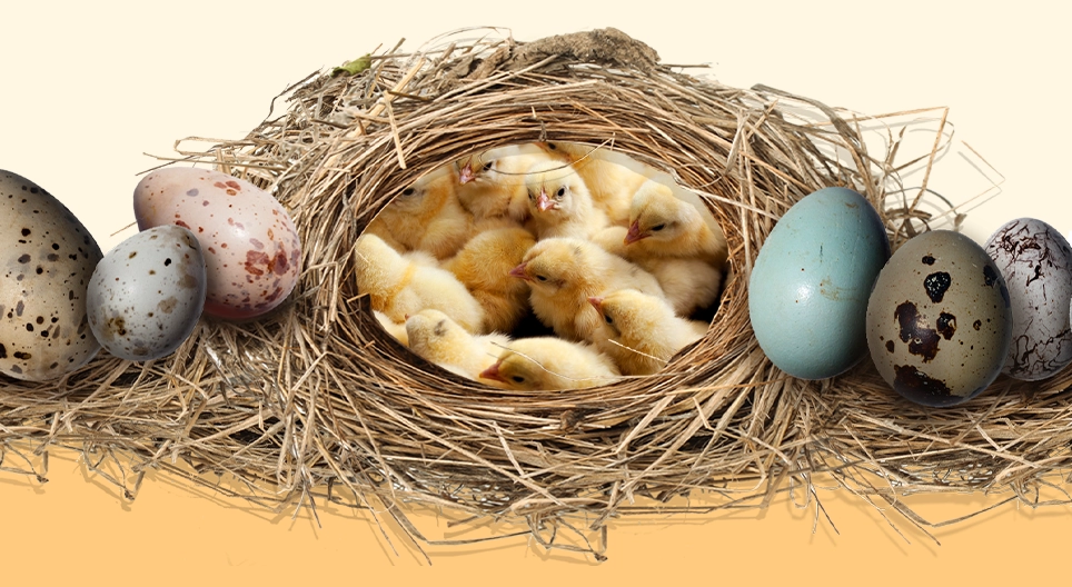 El secreto de los huevos