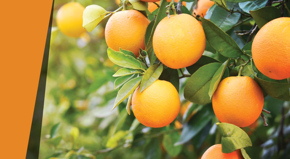 Naranja salvaje