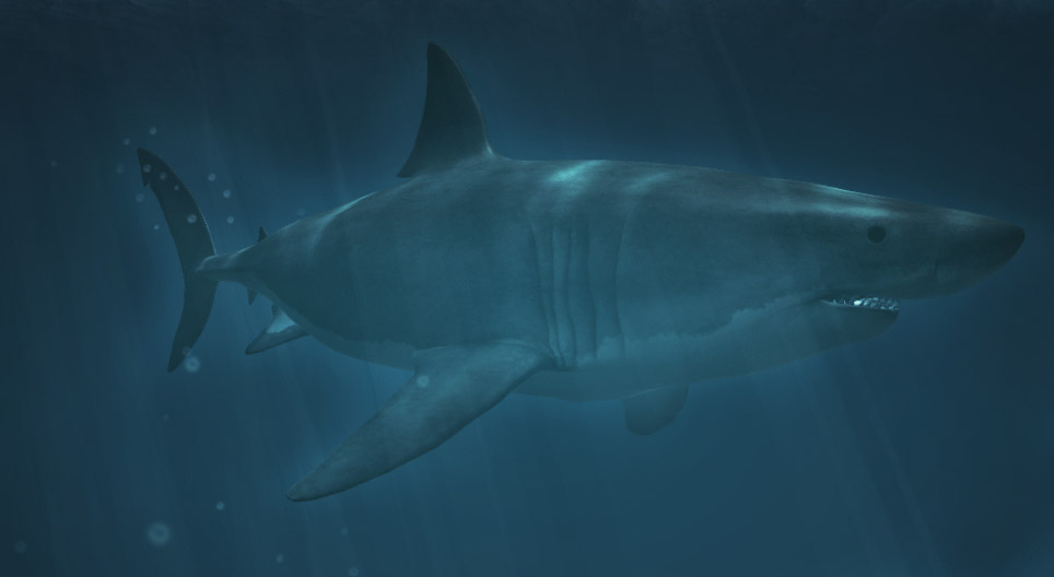 Tiburones