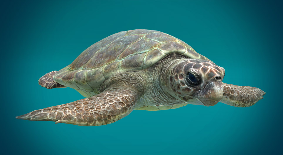 Tortuga boba