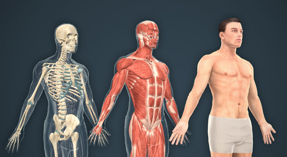 El cuerpo humano (masculino)