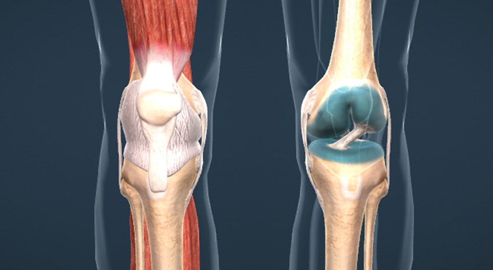Articulación de la rodilla