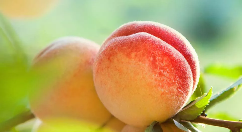 Quel type de fruit est la pêche ?