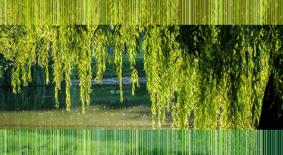Plantes du bord de l'eau