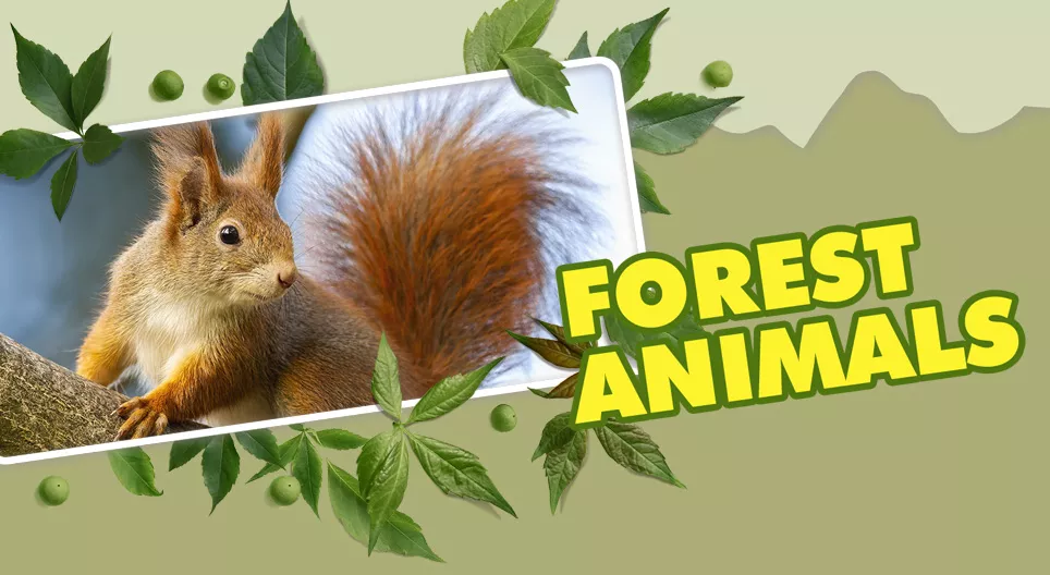 Les animaux de la forêt