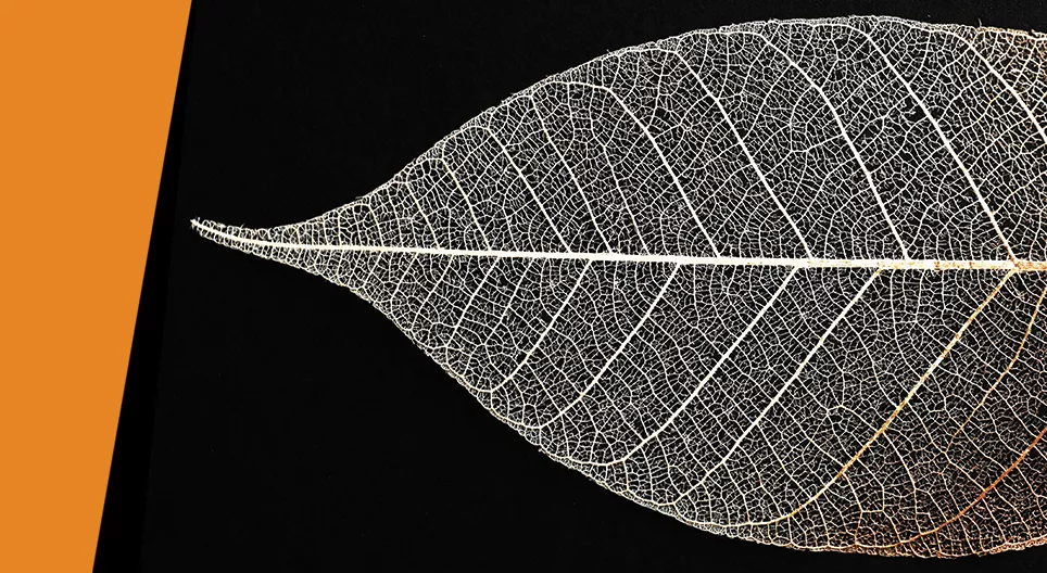 Squelette d'une feuille