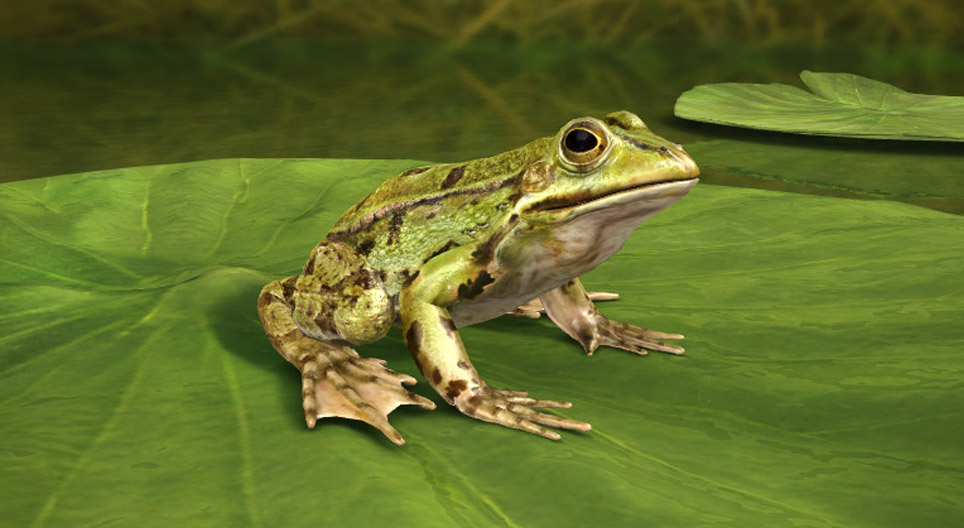 Grenouille verte