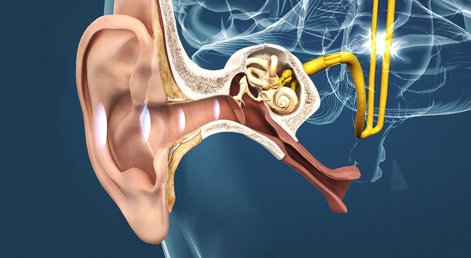 Les oreilles, le mécanisme de l'audition