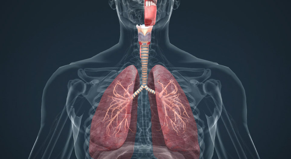 Système respiratoire