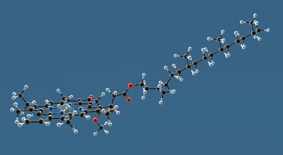 La chlorophylle