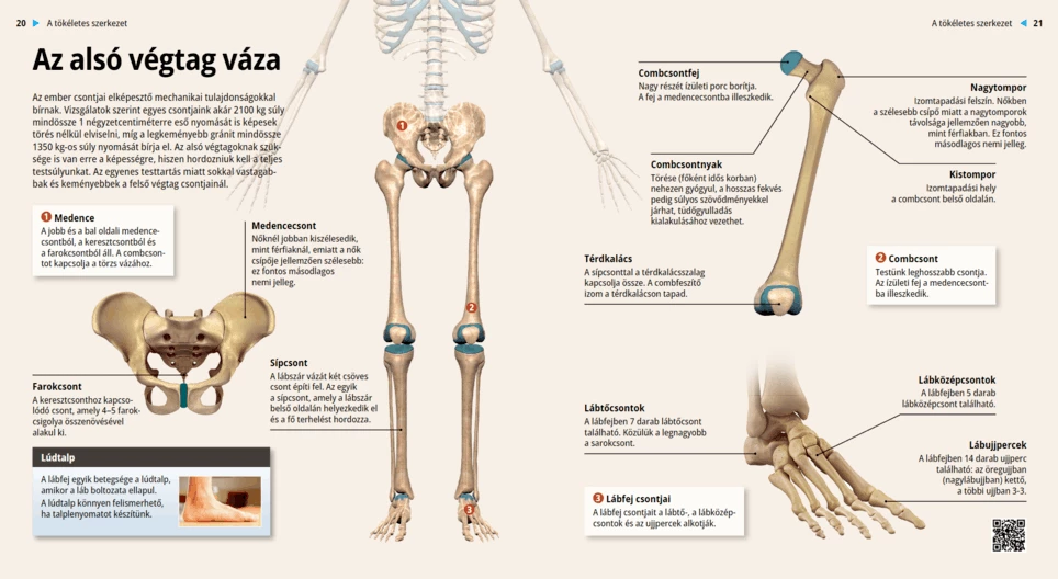 Kosti donjih udova