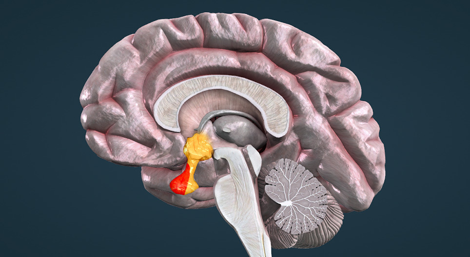 Os hipotalamus - hipofiza