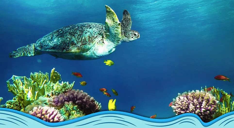 海の世界の紹介