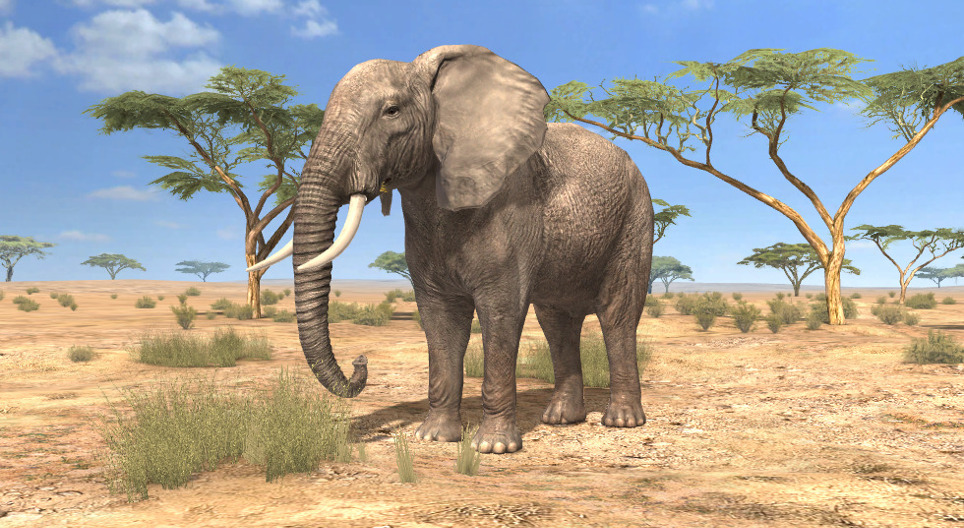 アフリカゾウ