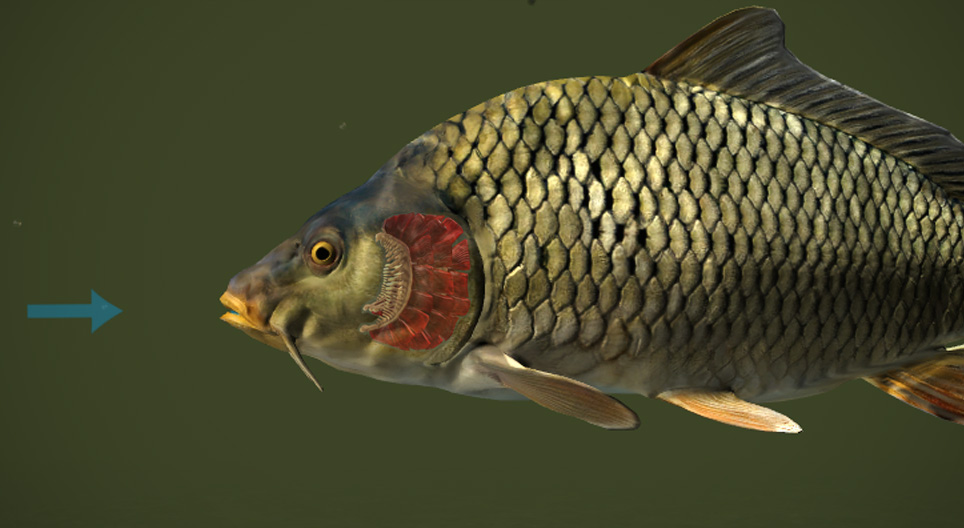 魚の呼吸