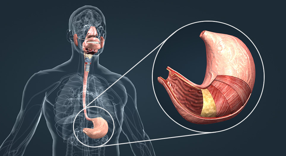The stomach