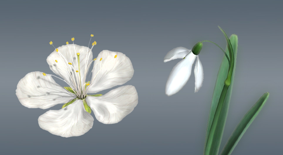 被子植物の花