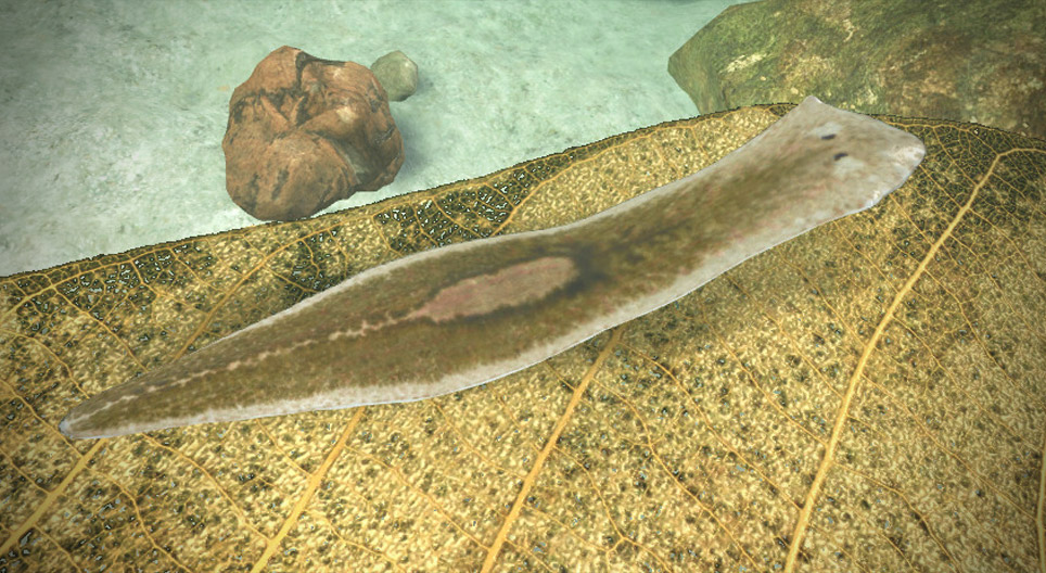 Планария (Planaria gonocephala)