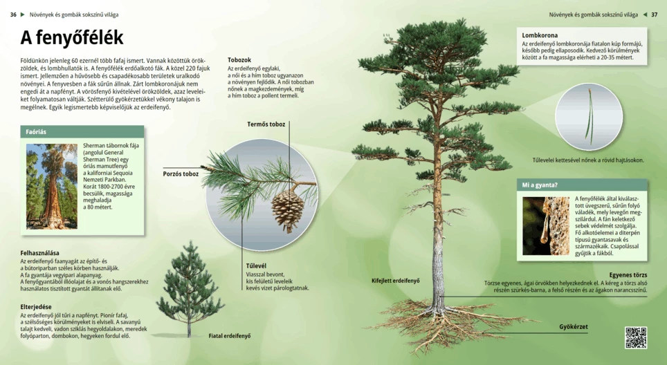 The Pine Family