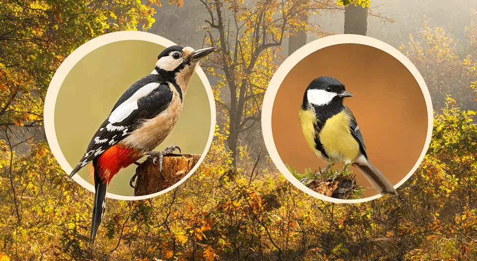 Paukščiai, kurie lizdus suka medžiuose