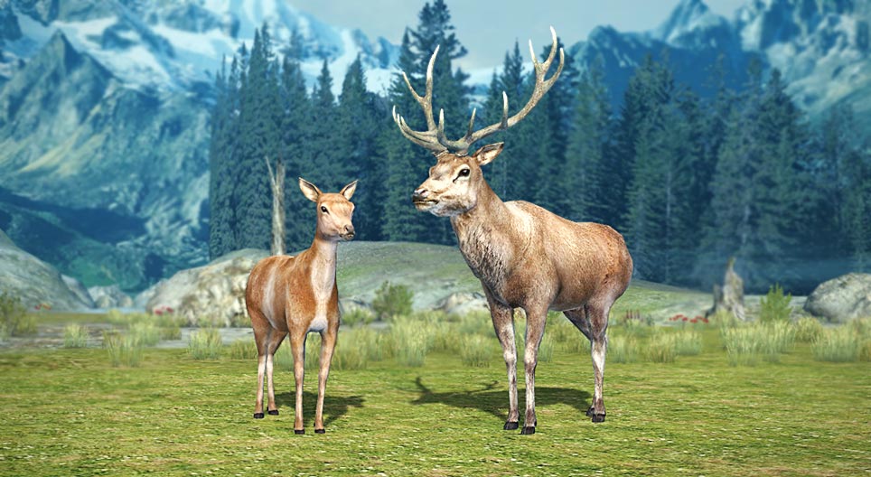 Red deer