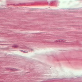 Τένοντας (διαμήκης τομή)