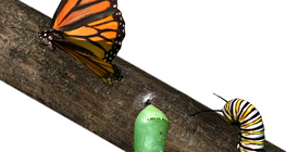From caterpillar to butterfly