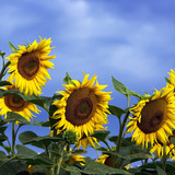 Ηλιοτρόπιο