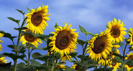 Ηλιοτρόπιο