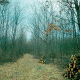 Αραίωση σε νέο δάσος