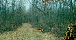 Αραίωση σε νέο δάσος