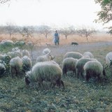 Racka sheep with spiral-shaped horns