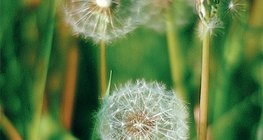 Common dandelion