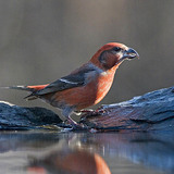 Common crossbill (male)